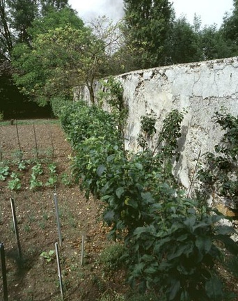 Mur à Pêches
