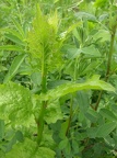 Alliaria petiolata (Alliaire)
