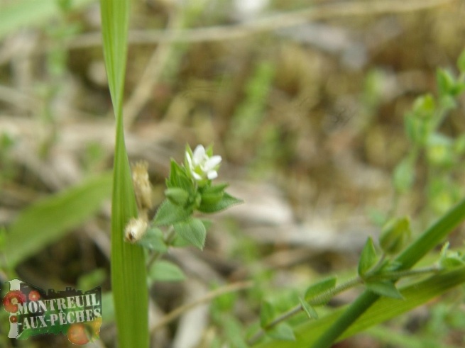 ArenariaSerpyllifolia-Sabline-Prairie9.JPG