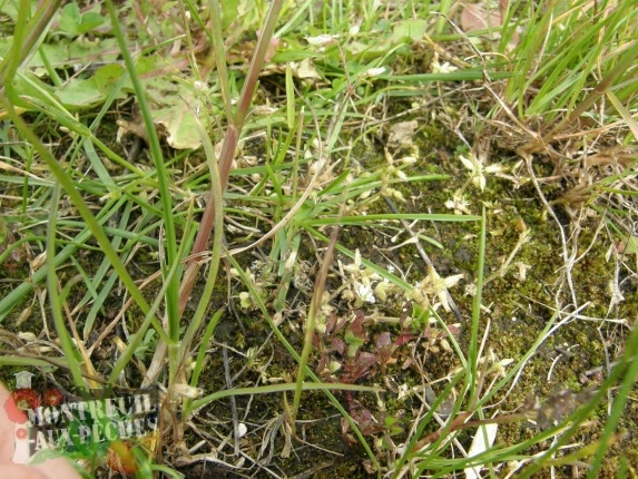 Cerastium pumilum (céraiste nain)  (sur la prairie)