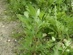 Chenopodium cf. rubrum (Chénopode)