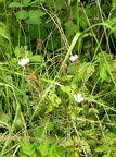 Geranium robertianum (Herbe à Robert)