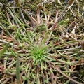 Plantago coronopus (Plantain corne-de-cerf)