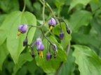 Solanum dulcamara (Morelle douce-amère)