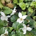 Violette blanche