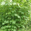 Acer pseudoplatanus (Erable sycomore)