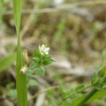 Arenaria serpyllifolia (Sabline)