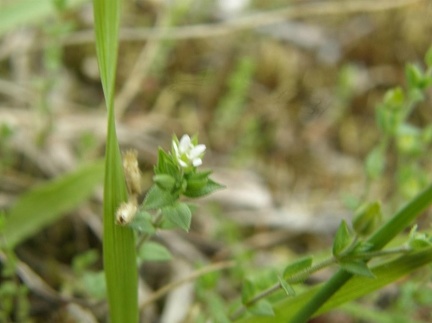 Arenaria serpyllifolia (Sabline)