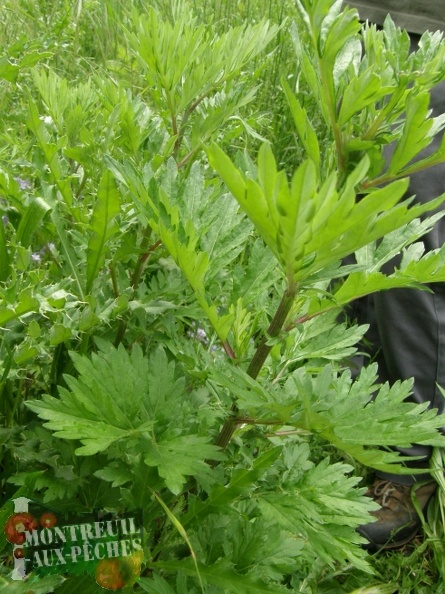 ArtemisiaVulgaris-ArmoiseCommune.JPG