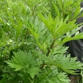 Artemisia vulgaris (Armoise commune)