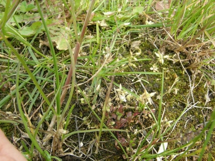 Cerastium pumilum (céraiste nain)  (sur la prairie)