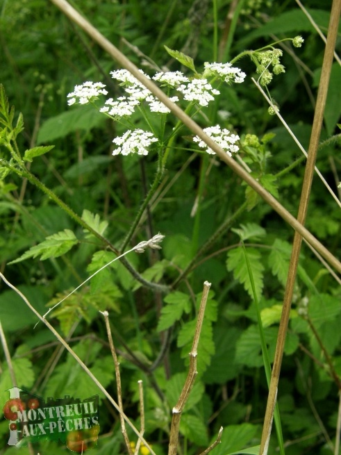 Chaerophyllum temulum (Cerfeuil penché) - Sdh