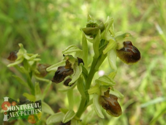 Ophrys-Orchidee-Prairie19.JPG