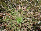 Plantago coronopus (Plantain corne-de-cerf)