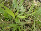 Plantago lanceolata (Plantain lancéolé)