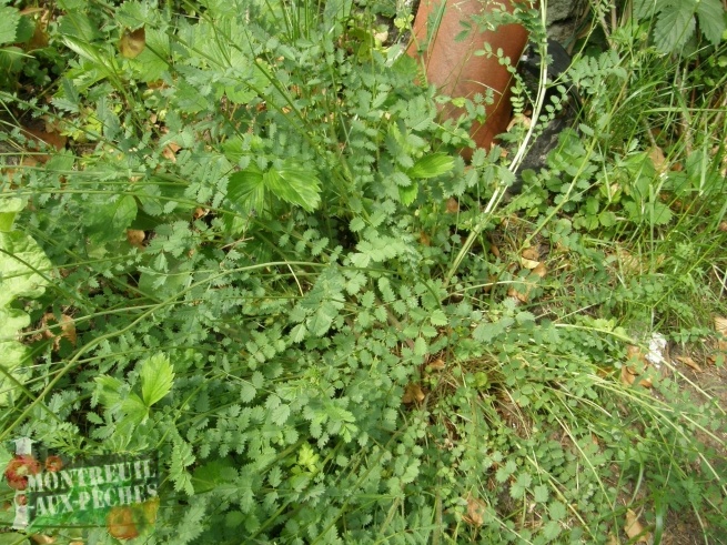 Sanguisorba minor (Pimprenelle) (cultivar)