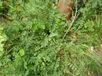 Sanguisorba minor (Pimprenelle) (cultivar)