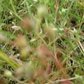 Cerastium pumilum et Arenaria serpyllifolia (Sabline à feuilles de Serpolet)