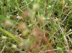 Cerastium pumilum et Arenaria serpyllifolia (Sabline à feuilles de Serpolet)