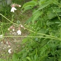Silene latifolia ssp. alba (Silène à feuilles larges ou Compagnon blanc) et Galium aparine (Gaillet gratteron)