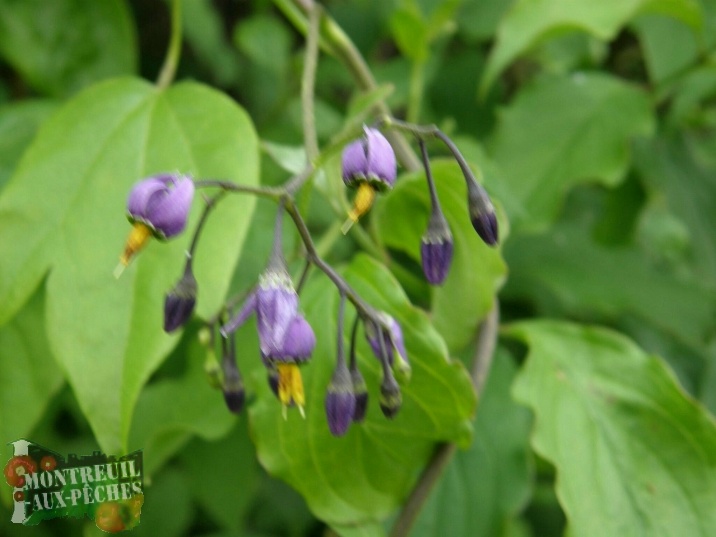 SolanumDulcamara-MorelleDouce-Amere-Prairie12.JPG