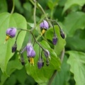 Solanum dulcamara (Morelle douce-amère)