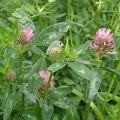 Trifolium pratense (Trèfle des prés)