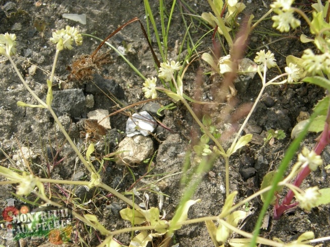 Valerianella carinata (Valerianelle carénée)