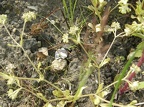 Valerianella carinata (Valerianelle carénée)
